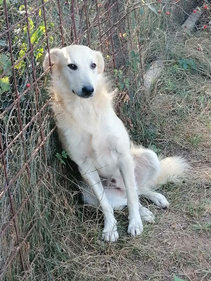 Finn • Hunde aus Rumänien