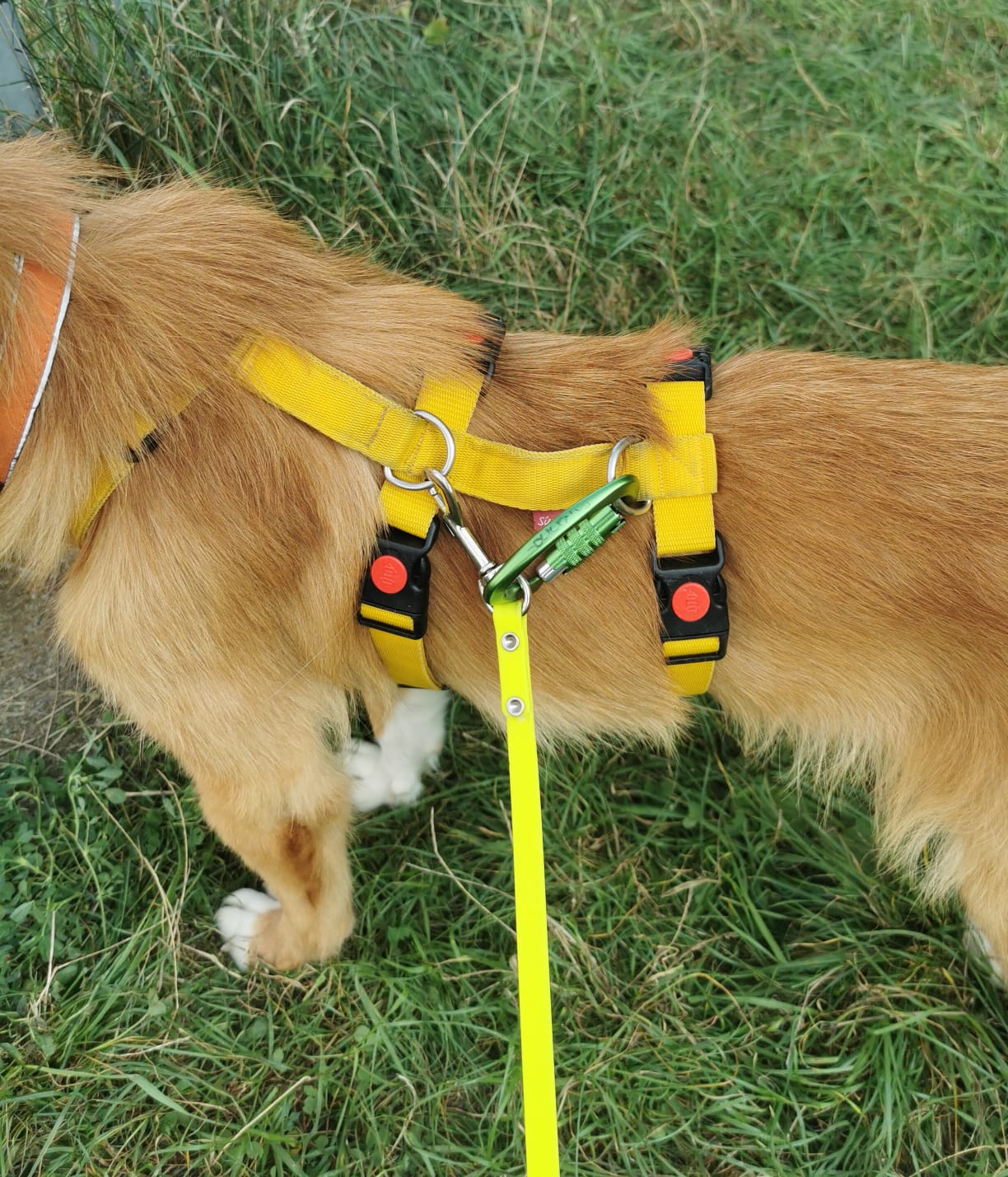 Richtige Sicherung eines Tierschutzhundes Dog Rescue Stuttgart