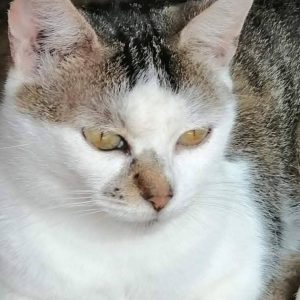 Screenshot_20251028_155025_com.facebook.katana_edit_1282644082120424