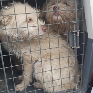 Screenshot_20260208_133704_com.facebook.katana_edit_4697645188870681