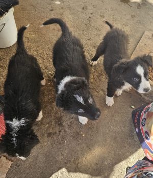 Onnea, Rosalie & Lycka