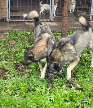 86122e99-1d43-4e7d-abd5-7af02a709ff6