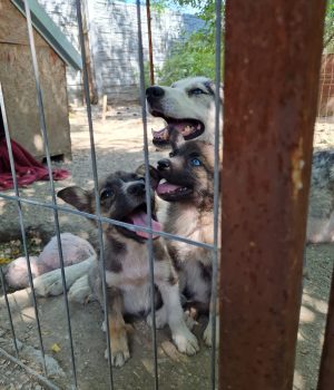 Ice und Maya mit Mama
