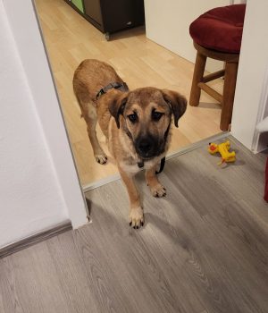 Rüdiger