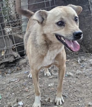 Fibi