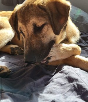 Rüdiger