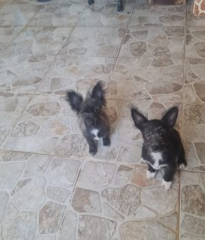 Fleddi und Arla