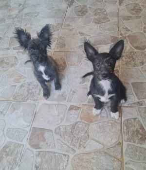 Fleddi und Arla