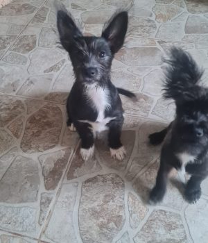 Fleddi und Arla