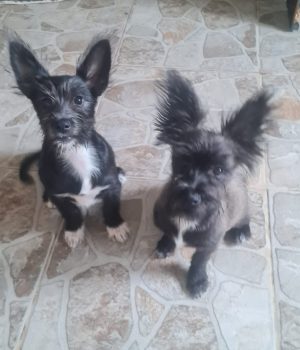 Fleddi und Arla