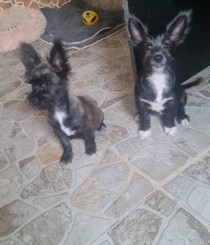 Fleddi und Arla