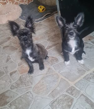 Fleddi und Arla