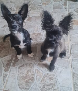 Fleddi und Arla