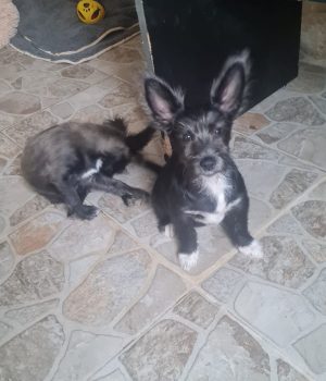 Fleddi und Arla