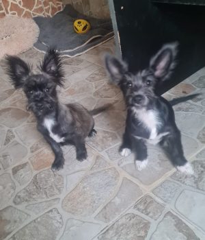 Fleddi und Arla