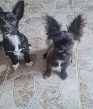 Fleddi und Arla