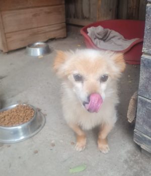 Archie
