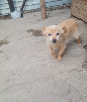 Archie