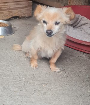 Archie