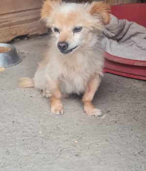 Archie