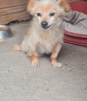 Archie