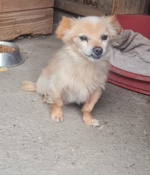 Archie