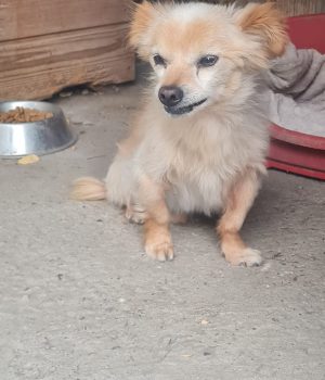 Archie