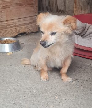 Archie
