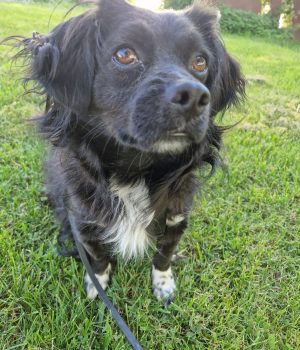 Tino