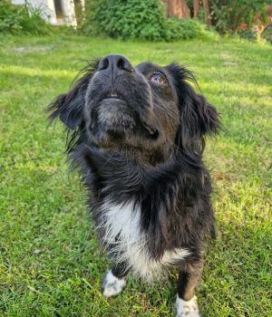 Tino