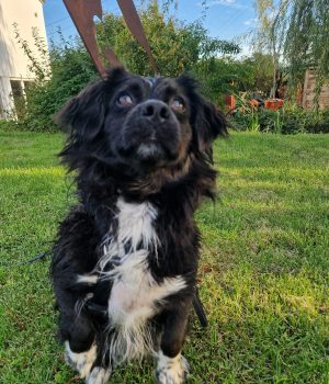 Tino