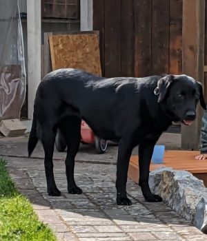 Sara