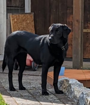 Sara