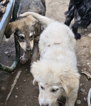 Fips und Tobi