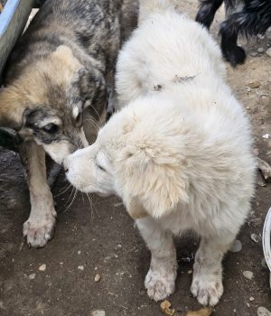 Fips und Tobi