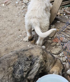 Fips und Tobi
