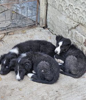 Onnea, Lycka, Rosalie