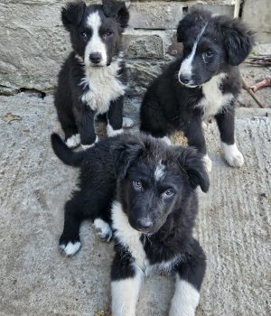 Onnea, Lycka, Rosalie