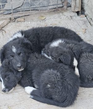 Onnea, Lycka, Rosalie