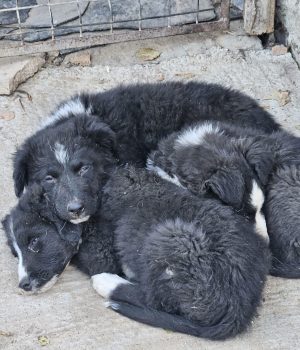 Onnea, Lycka, Rosalie