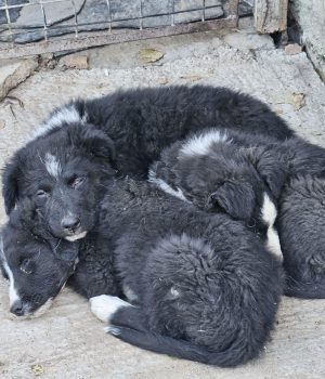 Onnea, Lycka, Rosalie