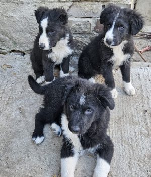 Onnea, Lycka, Rosalie