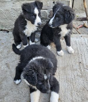 Onnea, Lycka, Rosalie