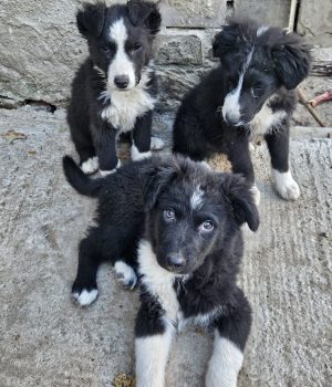 Onnea, Lycka, Rosalie