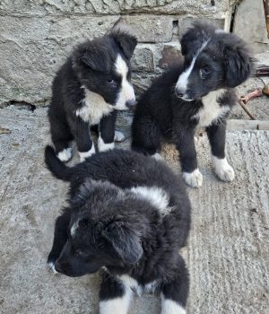 Onnea, Lycka, Rosalie