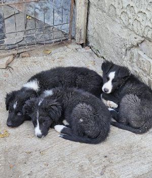 Onnea, Lycka, Rosalie