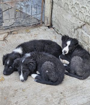 Onnea, Lycka, Rosalie