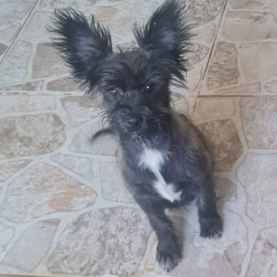 Fleddi