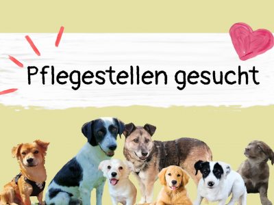 Pflegestelle_gesucht