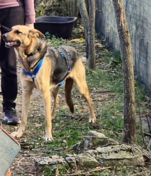 Rumaenienreise-11_24_Tag1-2 (10)